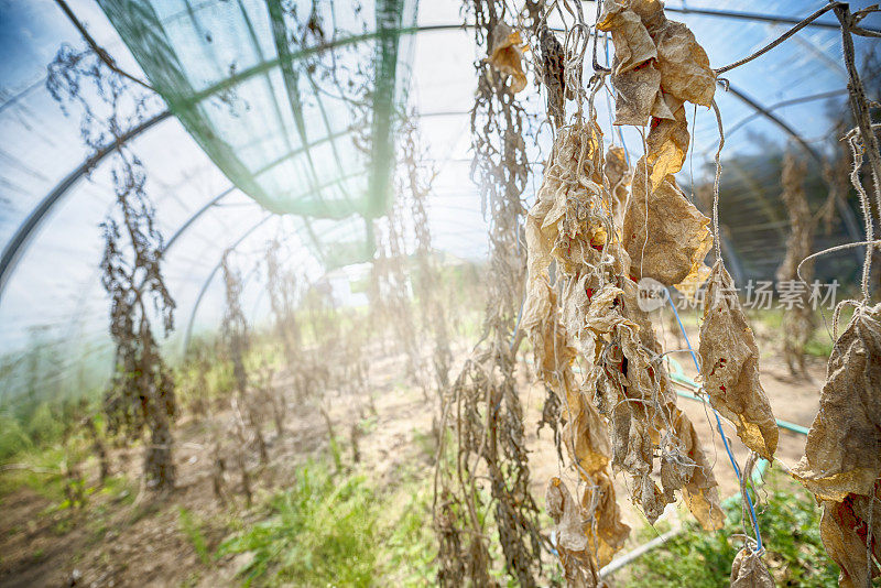 废弃温室中死去的番茄植株