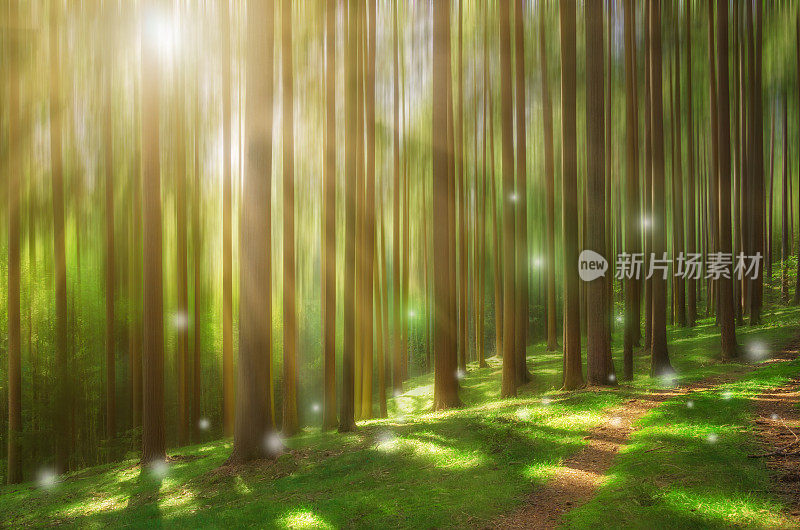 童话森林与阳光