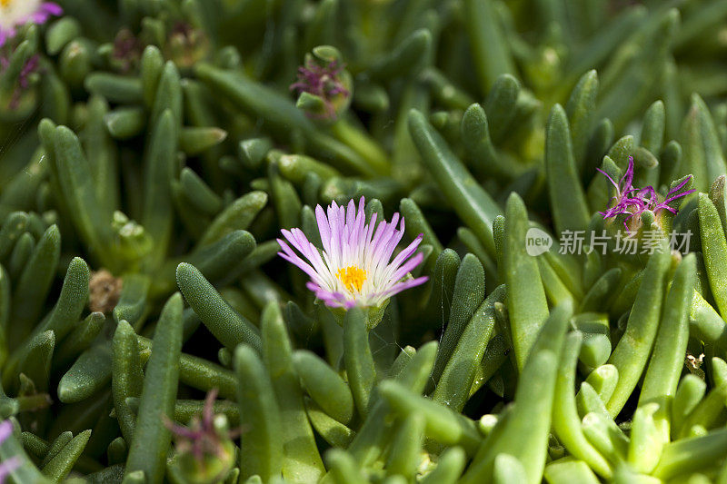 冰植物（德洛斯珀马哈拉齐亚努姆）