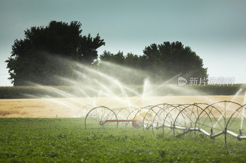 轮线灌溉系统灌溉作物