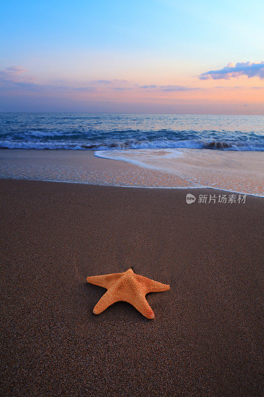 海滩上的海星