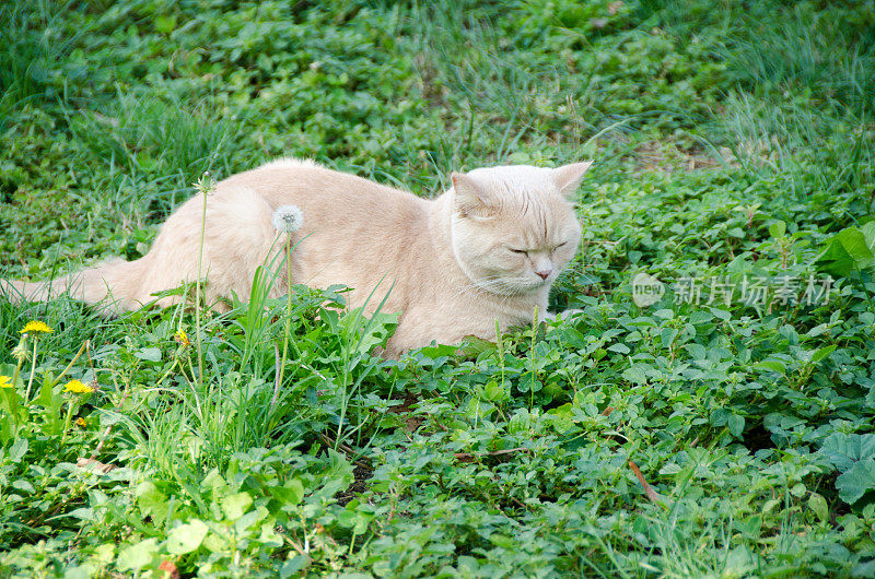 宠物猫躺在户外植物