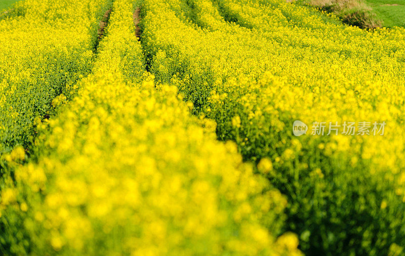 油菜籽与拖拉机的路径