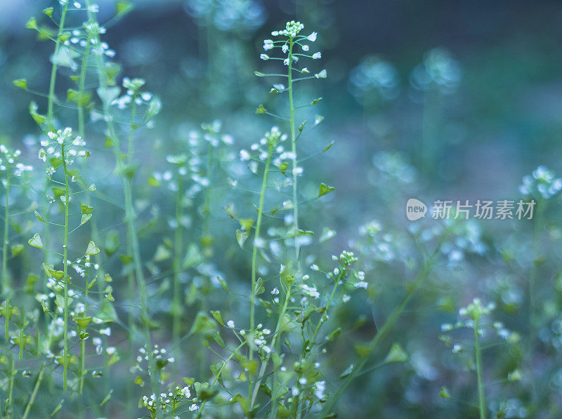 草地上的花