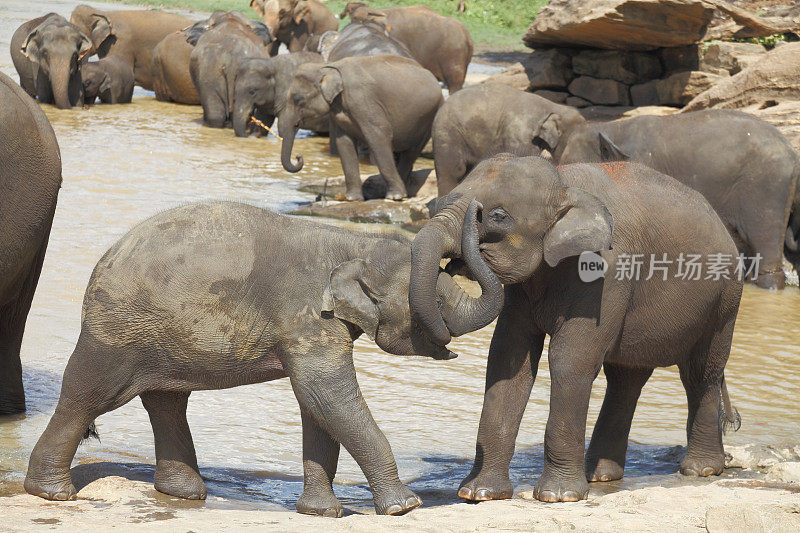 在斯里兰卡河里给孤儿院的小象玩耍和洗澡
