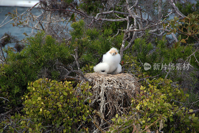 加拉帕戈斯群岛:北西摩岛的军舰鸟雏