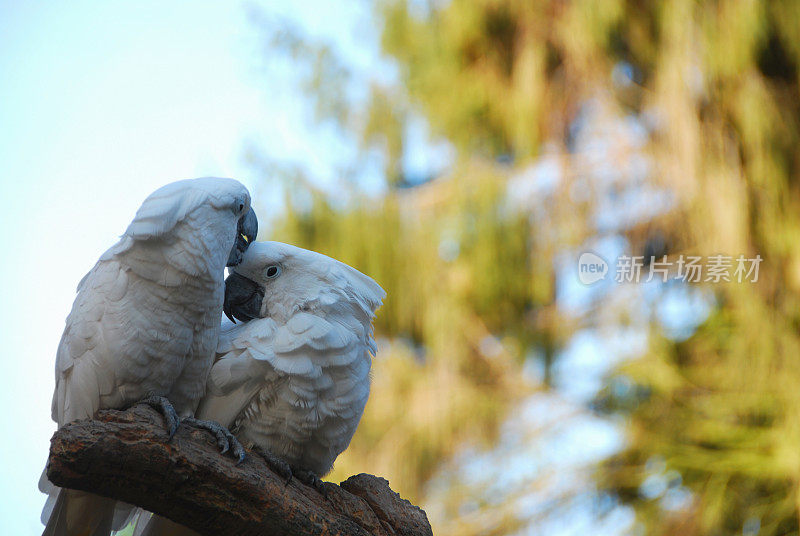 两只正在产卵的凤头鹦鹉高高地站在树枝上。