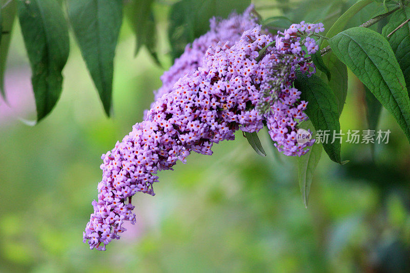 野生紫佛花(佛)的形象，蝴蝶丛