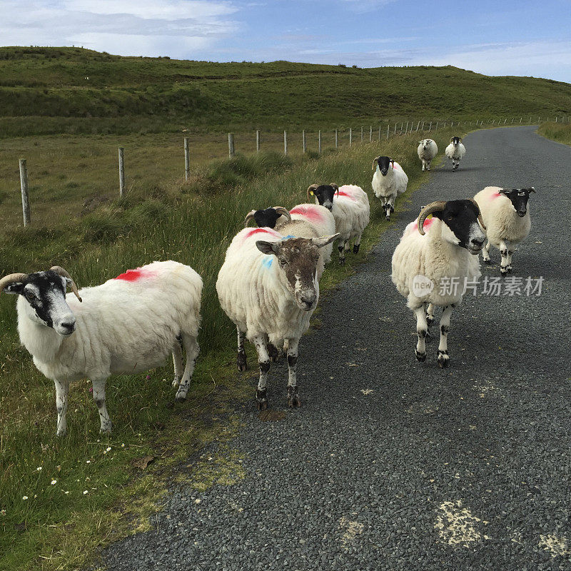 爱尔兰羊