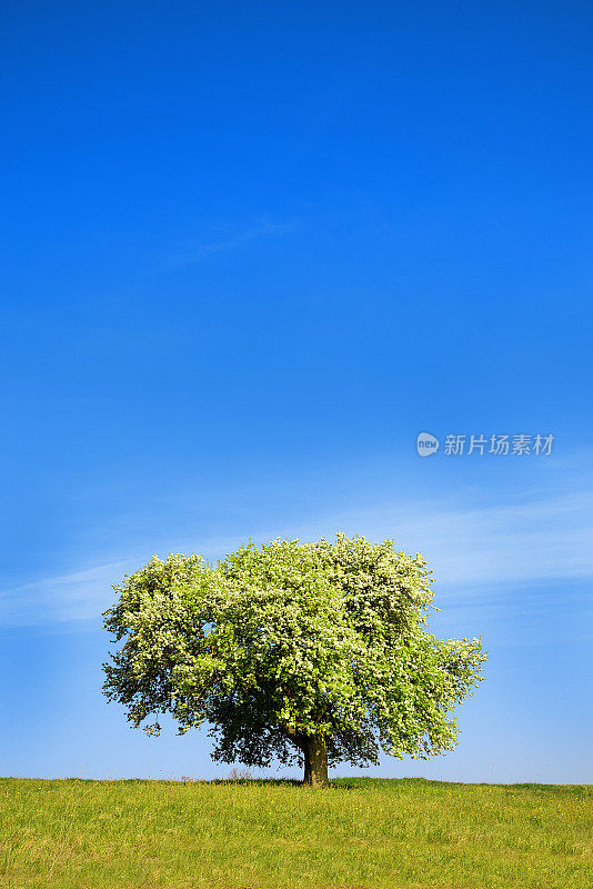 春季草地上的一棵单花梨树