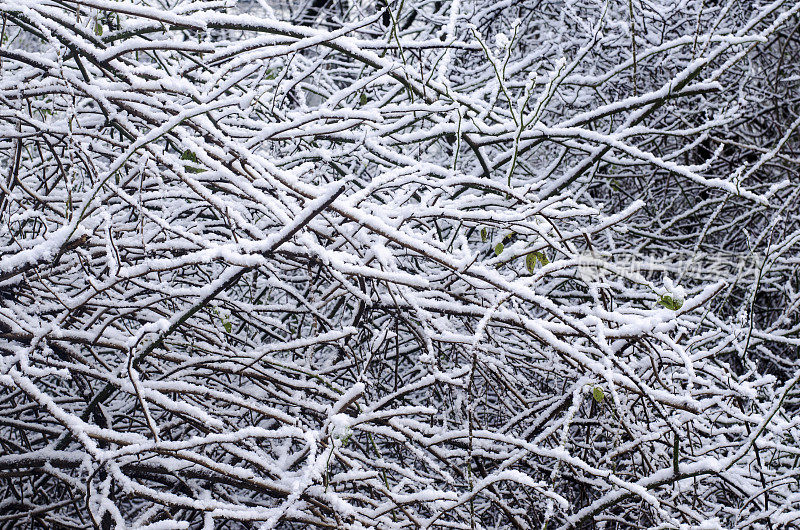 冰雪覆盖的冬季树木