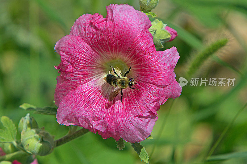 蜀葵花上的蜜蜂