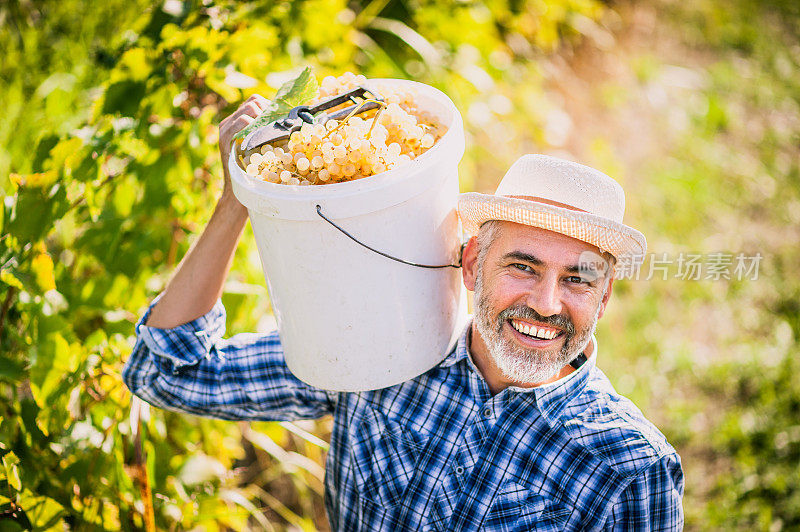 快乐的农民肖像在他的葡萄园