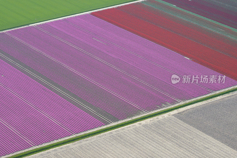 荷兰春季郁金香花海的鸟瞰图