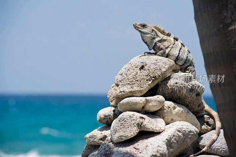 鬣蜥在岩石和蓝色的海洋背景
