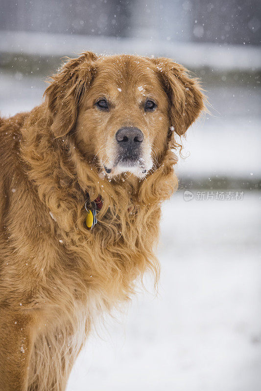 狗在外面的雪地里