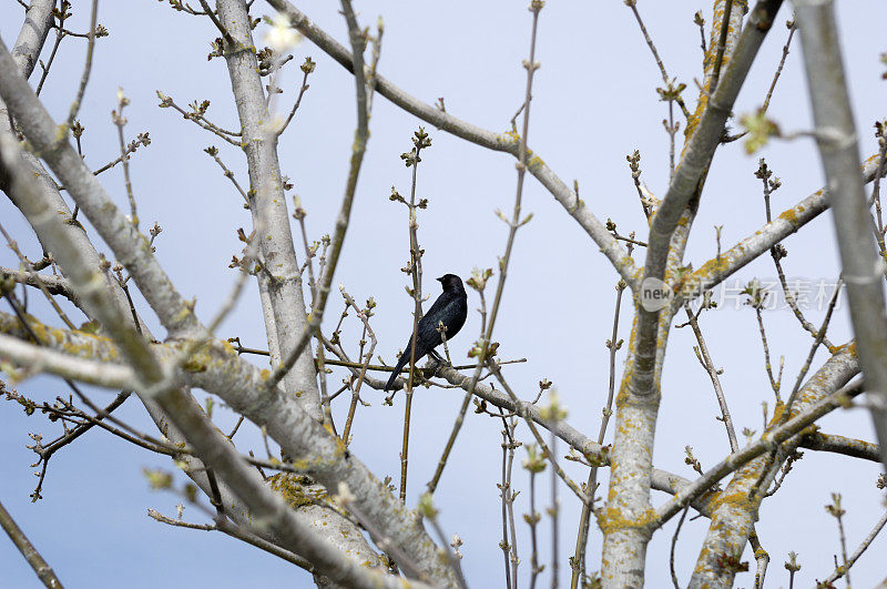 黑鸟坐在树上