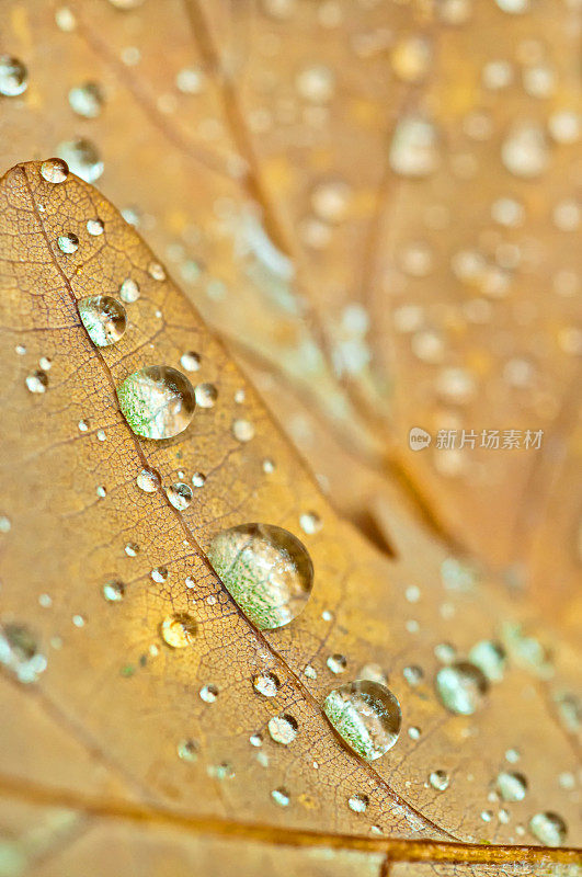 雨水落在老橡树叶子上