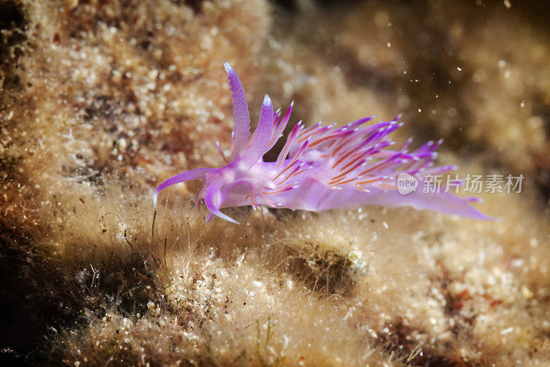 海洋生物