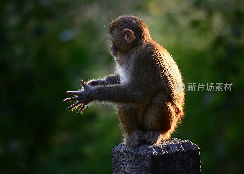 太阳照在猴子身上