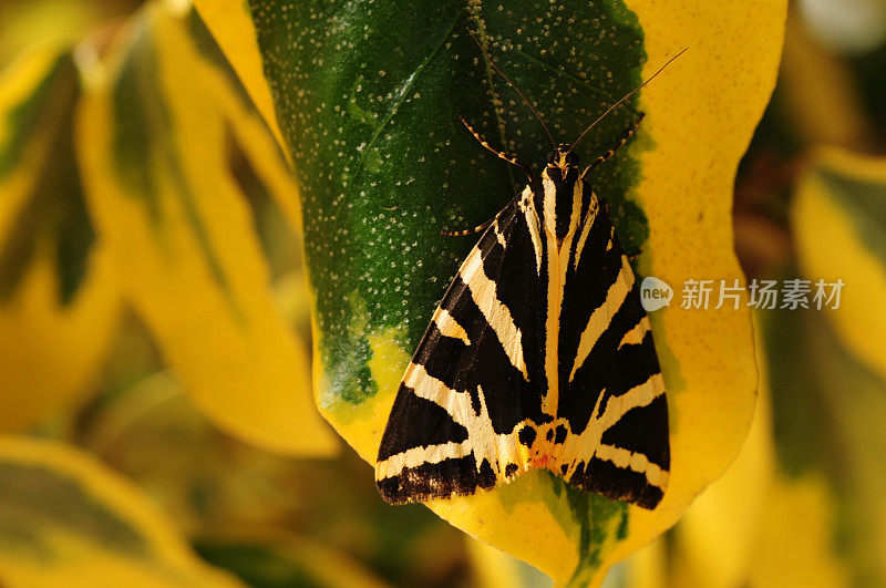 泽Tigermoth,英国