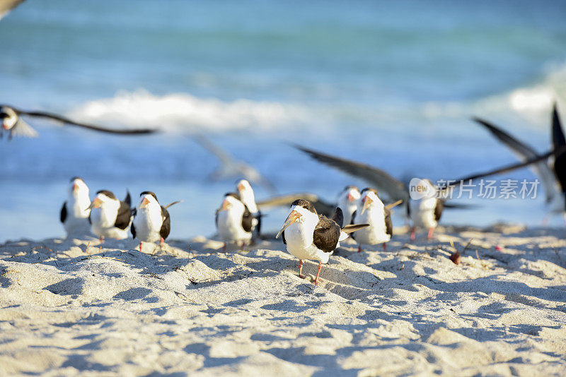 一群黑Skimmer海鸥在佛罗里达迈阿密海滩休息
