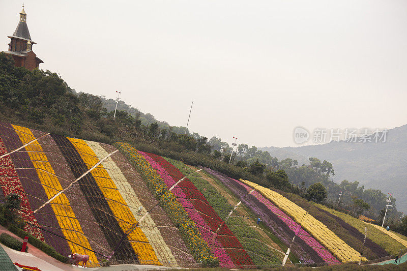 中国深圳公园里五颜六色的花田