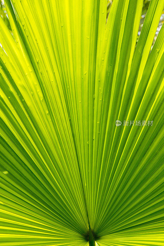 棕榈叶抽象，具有对称性