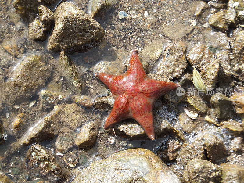 皮革海星