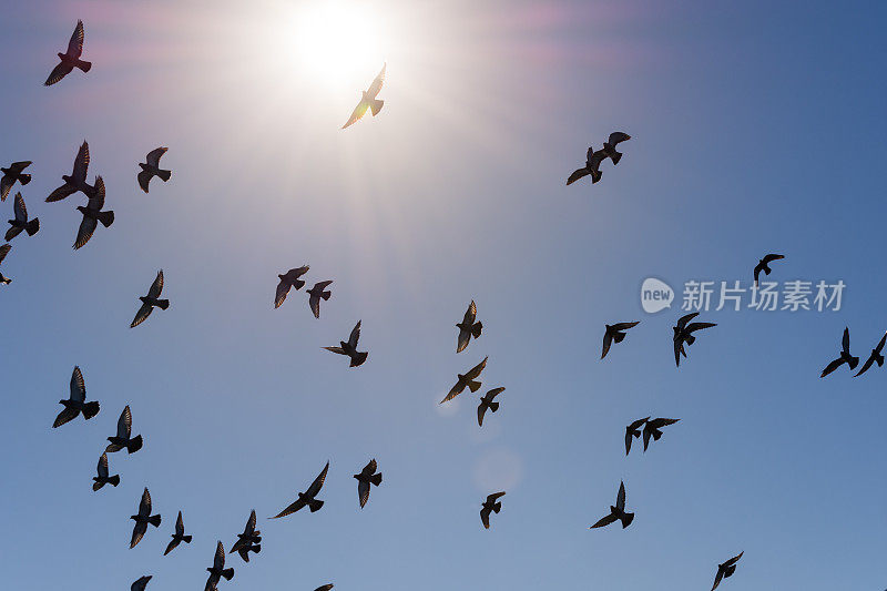 一群鸟儿在蓝天和灿烂的阳光下飞翔