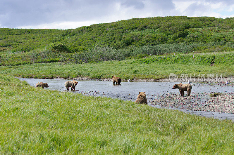 五只熊在河里钓鱼