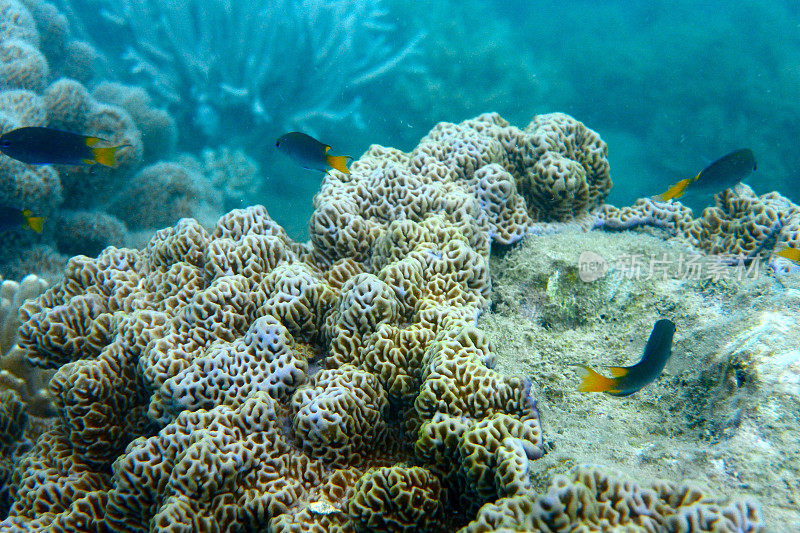 热带鱼和纹理珊瑚