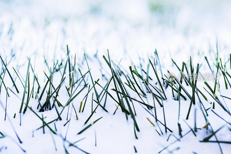 冬天初雪后冻住的草