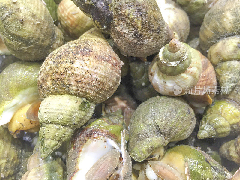 烹饪食用法国蜗牛