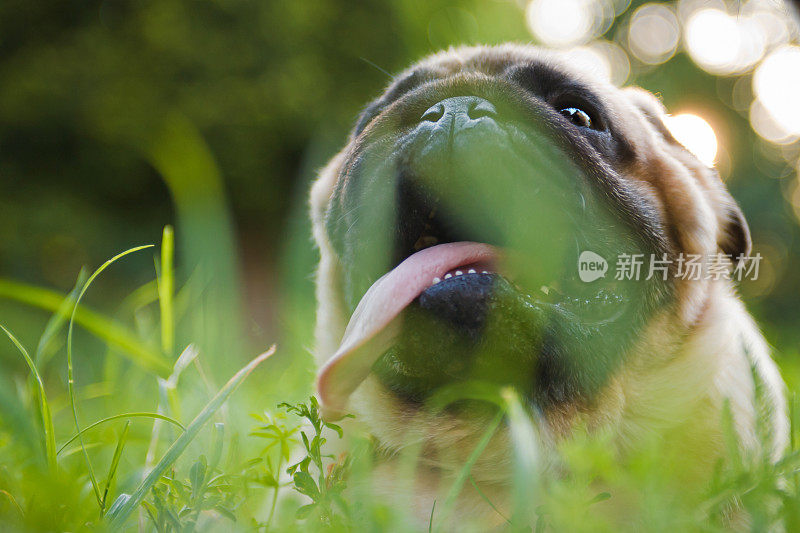 夏日公园里，有趣的哈巴狗躺在草地上