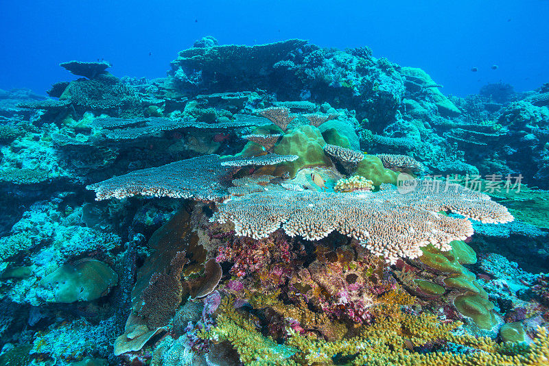 太平洋的珊瑚礁