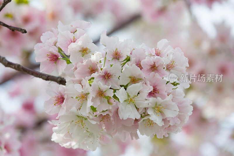 日本的樱花