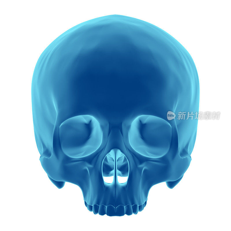 3D渲染就像x射线的人类头骨