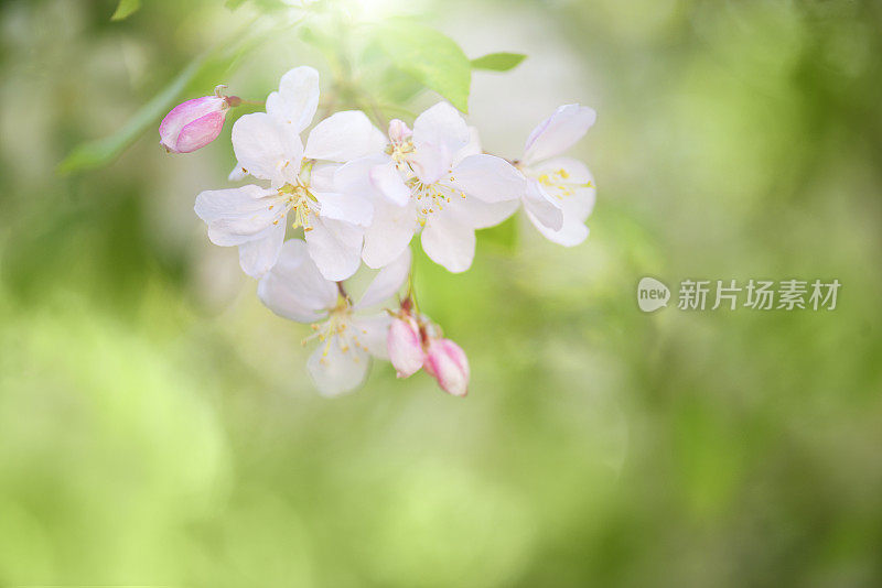 早晨的花园里，海棠花开了