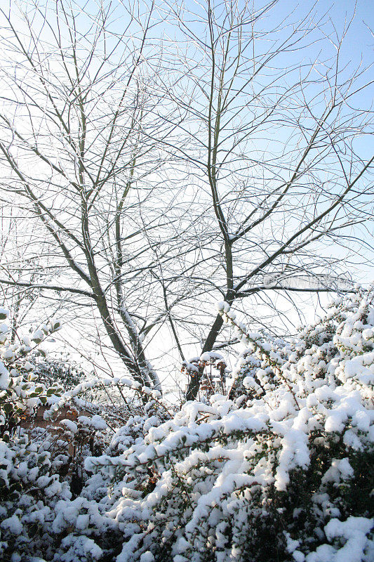 雪