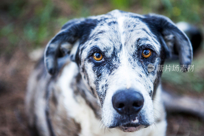 狗:Catahoula