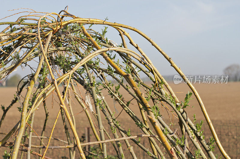 自制柳树小屋叶子