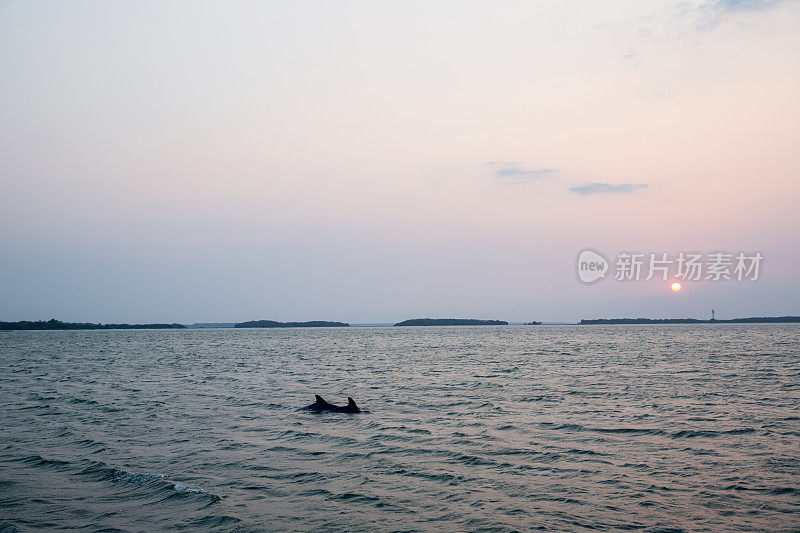 海豚在日落时分