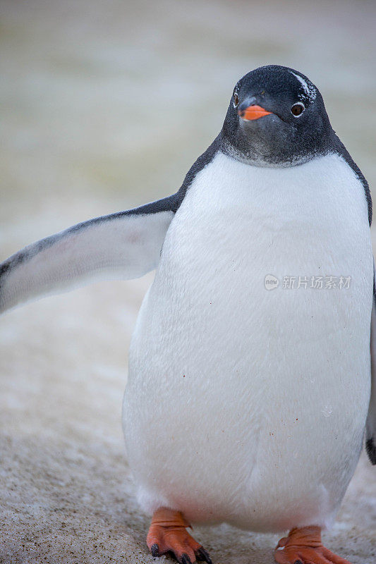 南极洲:达莫角的巴布亚企鹅