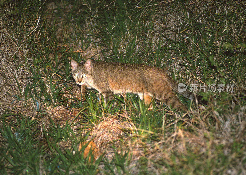 非洲野猫