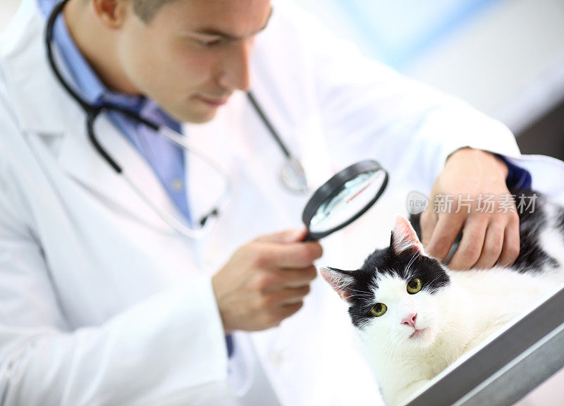 兽医在检查一只猫。