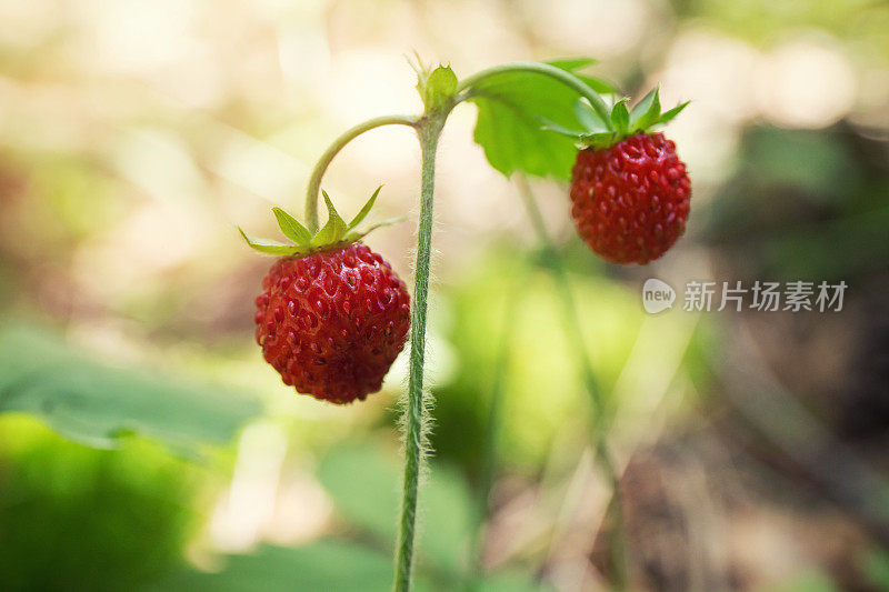 野生草莓的微距镜头
