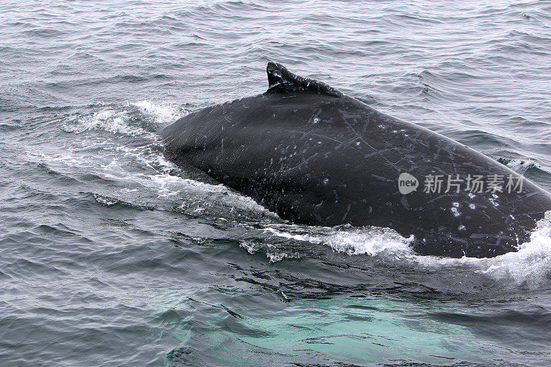 鲸鱼在船附近浮出水面