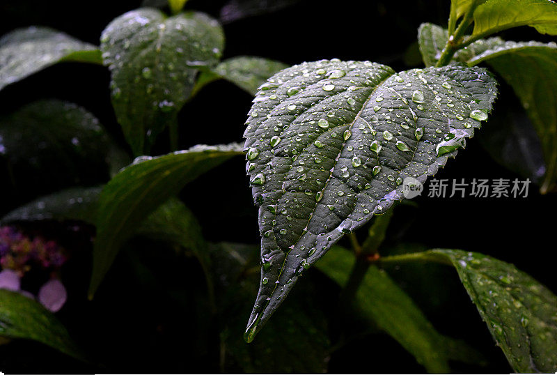 绣球花叶子上的雨滴