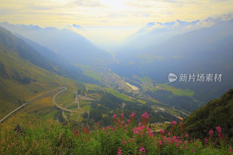 埃洛洛，提契诺，圣哥达山口景观，豌豆野花，瑞士阿尔卑斯山